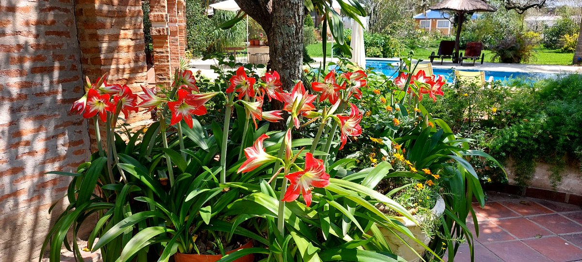 Rubio_Chaco's tweet image. Fiesta familiar