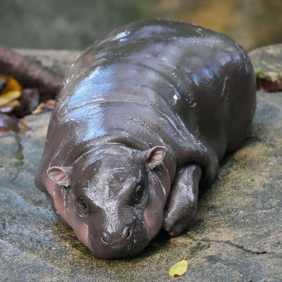 LyricalMelonade's tweet image. Glutinous fat bastard your hubris will be your down fall. #moodeng #falseprophet