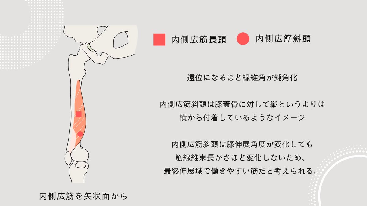 TakumiRodrigues's tweet photo. 【問】なぜ膝OAで内側広筋にフォーカスがあたるのか？

【答】内側広筋が重要な理由↓
・膝最終伸展に寄与する
・膝の外旋制動に担う
・反射性筋萎縮を起こしやすい
・衝撃吸収に寄与する https://t.co/lOR5yTYHgR