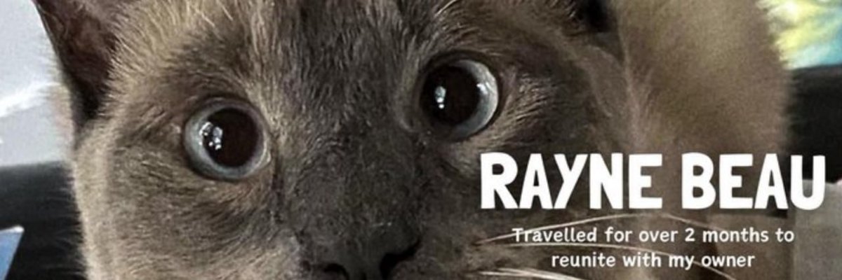 RayneBeauTheCat's tweet photo. @KatieSindelar And here I am.

CAT that never dies. #RayneBeau🐈‍⬛

Cat #memecoin with a narrative. I travelled over 800 miles and 2 months to get back home. I am destined for greatness.

Find me on DexScreener:
https://t.co/r5zcUDWvaG https://t.co/Gmr7z0uumJ