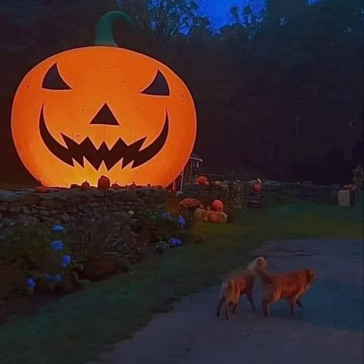 EternoHalloween's tweet photo. La mejor época 🍁🍂 

#Halloween #Halloween2024 https://t.co/Im2zPAPqAC