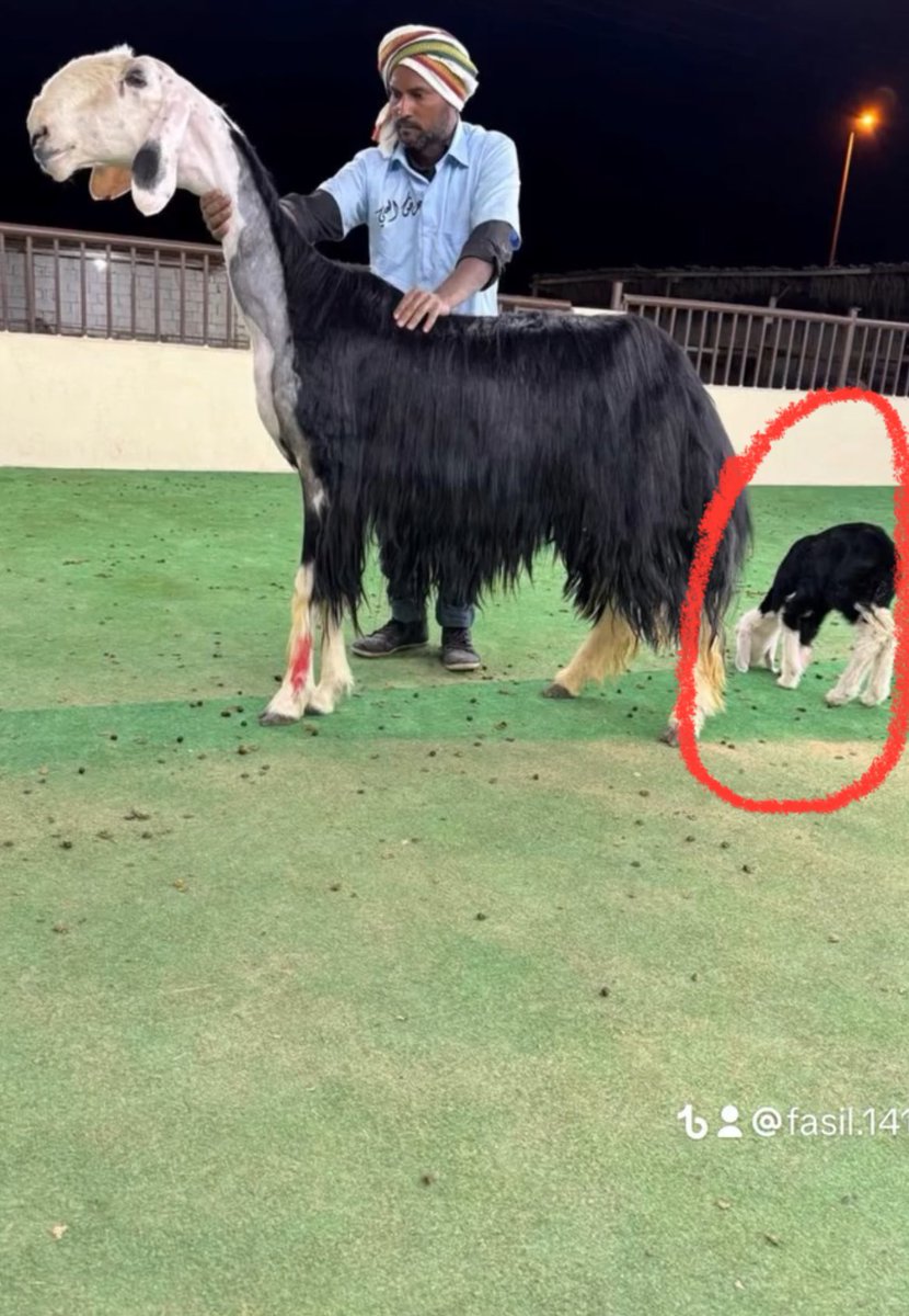 galactic_wooper tweet media