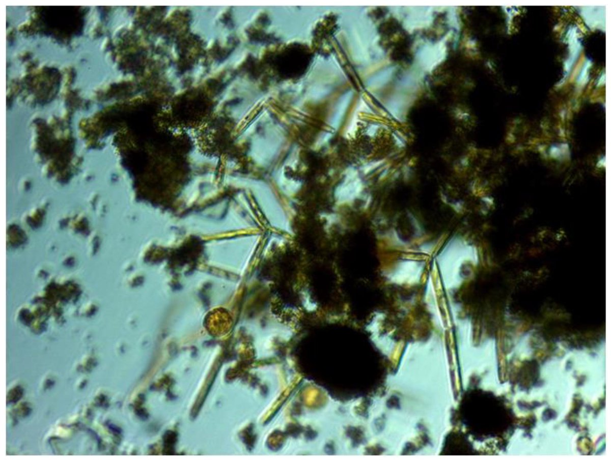 JMSE_MDPI's tweet image. 💡 #Highcitedpaper   

🌊 Title: The Sub-Ice Algal Communities of the Barents Sea Pack Ice: #Temporal and #SpatialDistribution of Biomass and Species

🔑 Keywords: #BarentsSea; #icealgae; #algalspecies; #algalbiomass;  over-vintering

🔗 paper link:  mdpi.com/2077-1312/10/2…