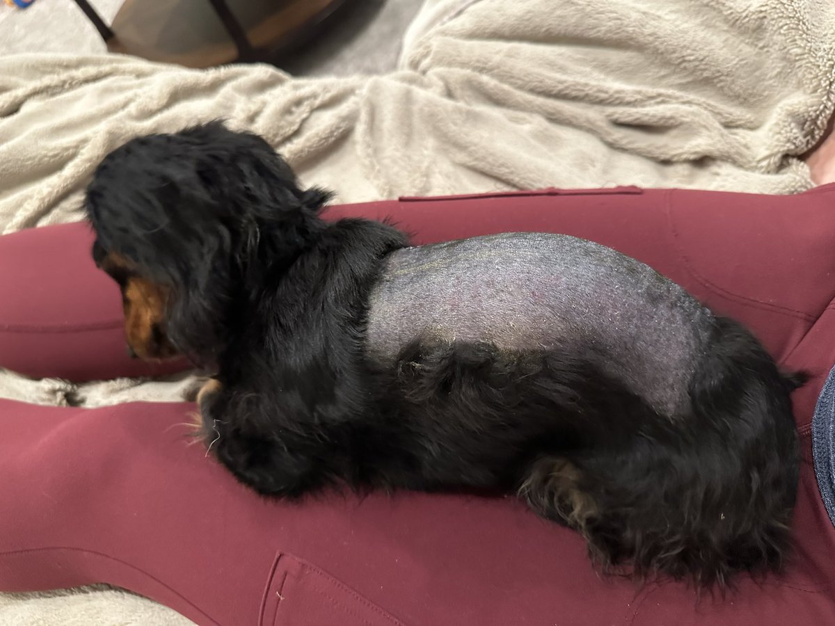 Krista Seiden (@kristaseiden) on Twitter photo Pepper is home from <a href="/ucdavisvetmed/">UC Davis Veterinary Medicine</a> after spinal surgery for a herniated disk from IVDD. She's happy to be home but she's still in pretty rough shape and it's gonna be a long road to recovery π€
Grateful for the team at UC Davis for taking good care of her π₯Ή Pepper is home from <a href="/ucdavisvetmed/">UC Davis Veterinary Medicine</a> after spinal surgery for a herniated disk from IVDD. She's happy to be home but she's still in pretty rough shape and it's gonna be a long road to recovery π€
Grateful for the team at UC Davis for taking good care of her π₯Ή