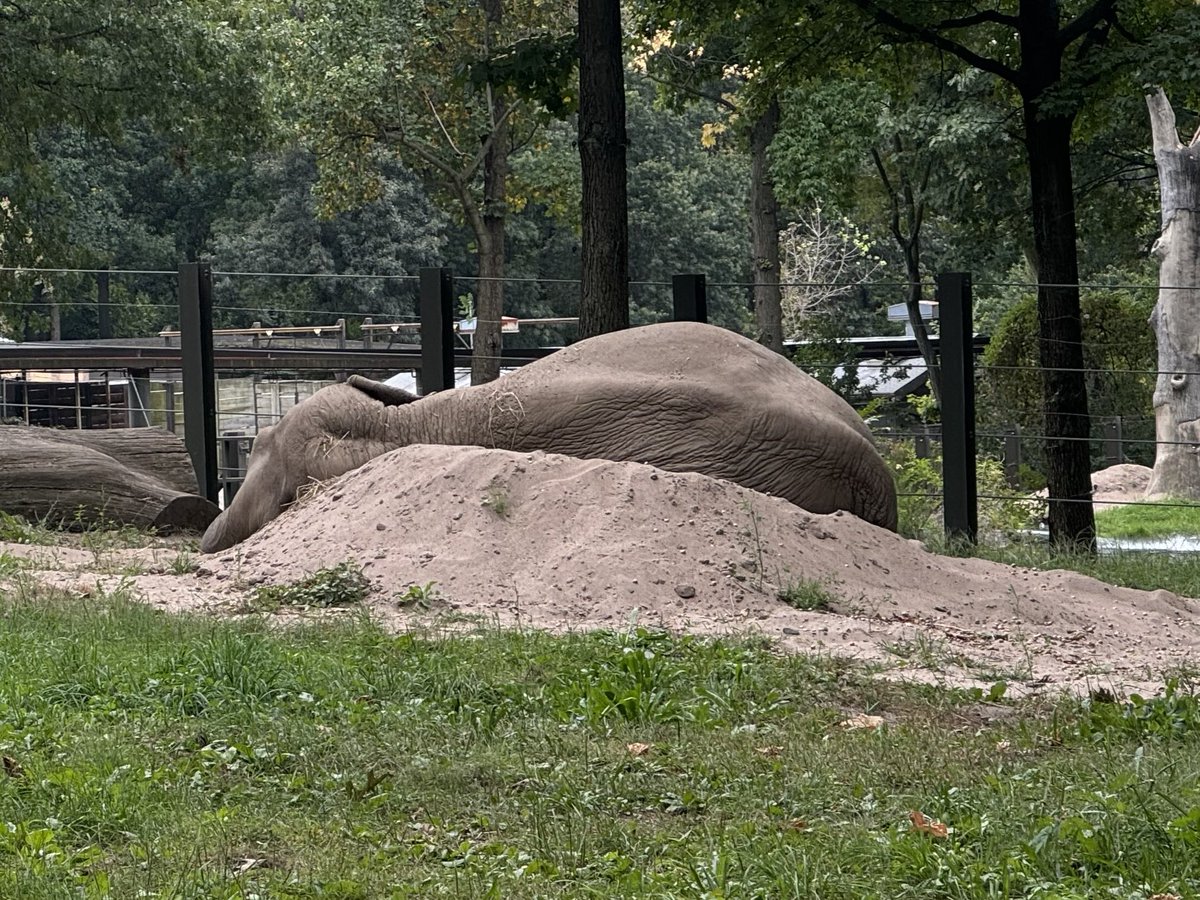 Someone posted a pic of Happy lying down &amp; stated she was in distress. She is not. A pic from another angle shows why she is lying down. We put a big mound of fresh sand in the exhibit &amp; she goes straight for it!