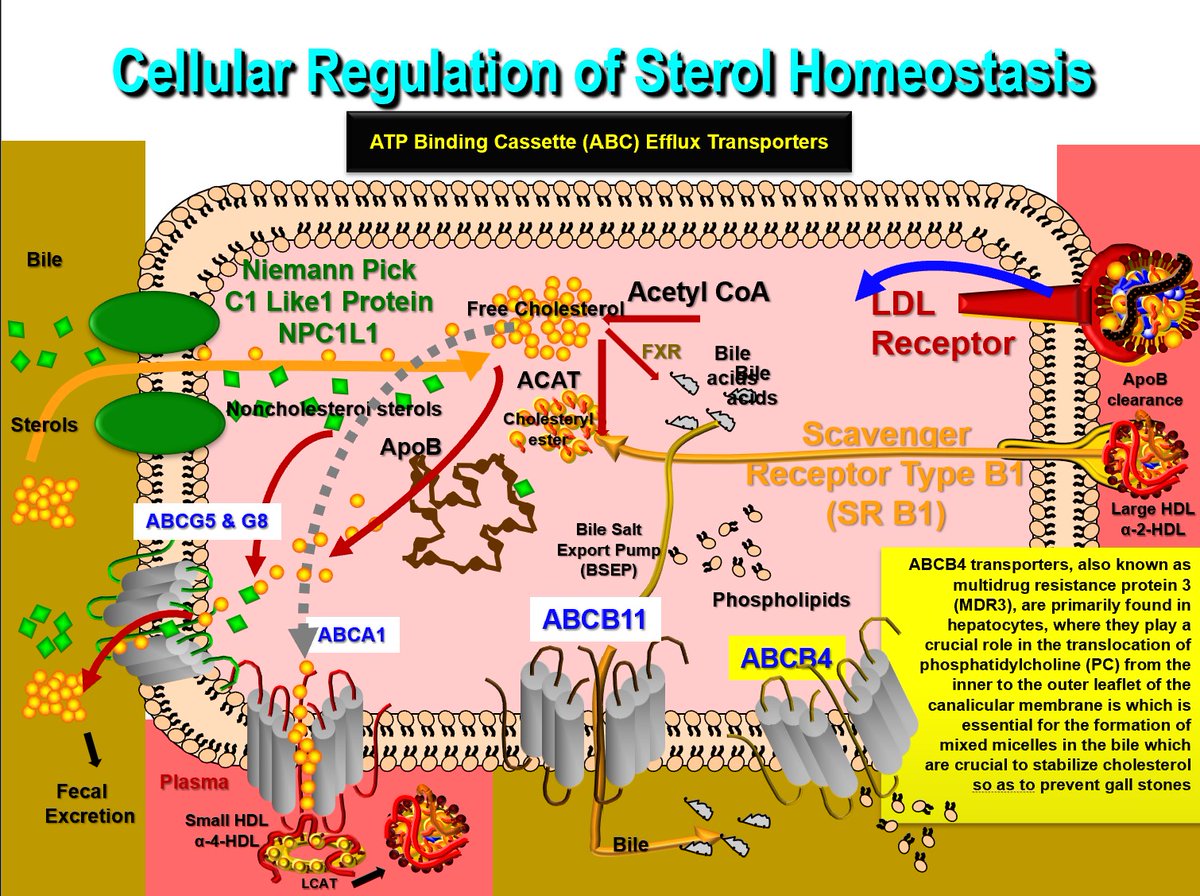 Thomas Dayspring tweet media