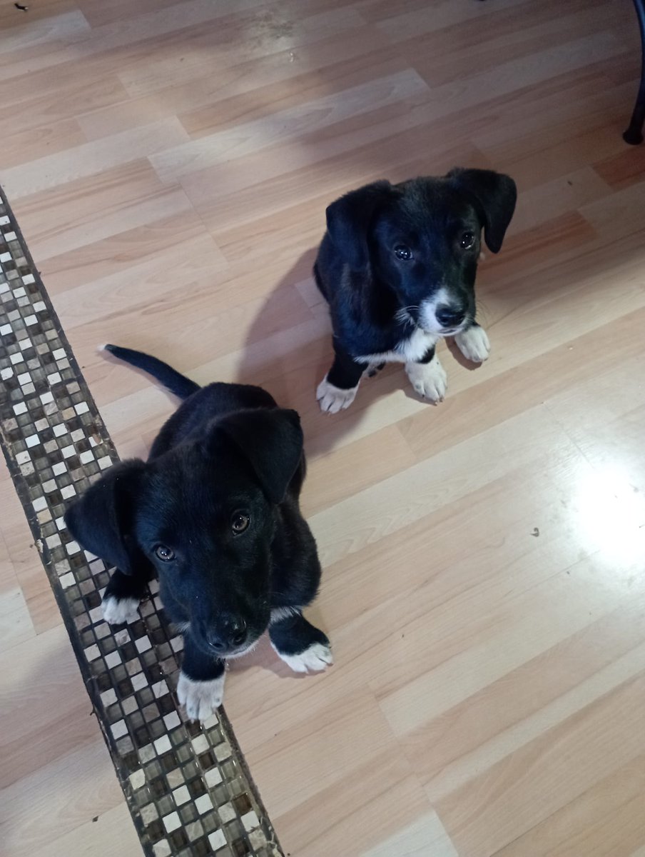 Noem013's tweet photo. URGENTE! Una señora las abandonó cerca de mi casa y busco hogar para estas cachorras, son hembras, tienen app 3 meses, son muy activas y amorosas 
Necesitan un hogar estable y yo no tengo ingresos para llevarlas al veterinario ni hacerme cargo 
Difundir!!!#adopta #Valparaíso https://t.co/gtQIyMDuOF