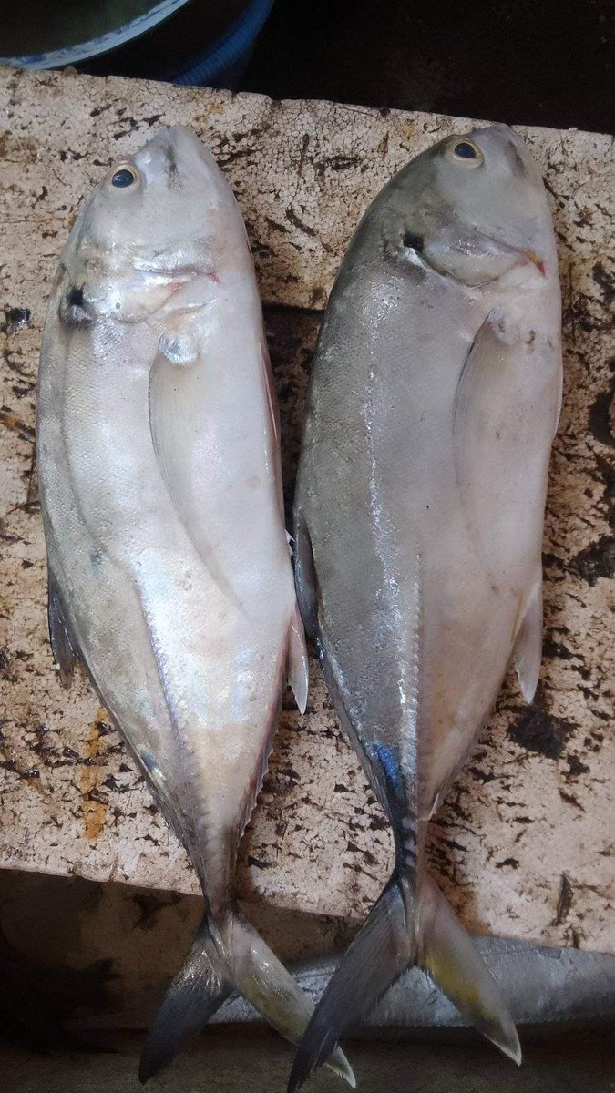 SukronJayadi2's tweet photo. Senin, 23/9/24 Muh Sukron, Luhkan Lombok Barat,di KUB Teluk Indah Ds Taman Ayu, melaporkan tangkapan Languan, Jaring, pagi, sebanyak 5Kg, harga Rp.55.000/Kg
#GiatLuhkanSatminkalGondol #LombokBarat #Tangkap #LuhLapor #ProduksiTangkap https://t.co/KST1RPcRKx