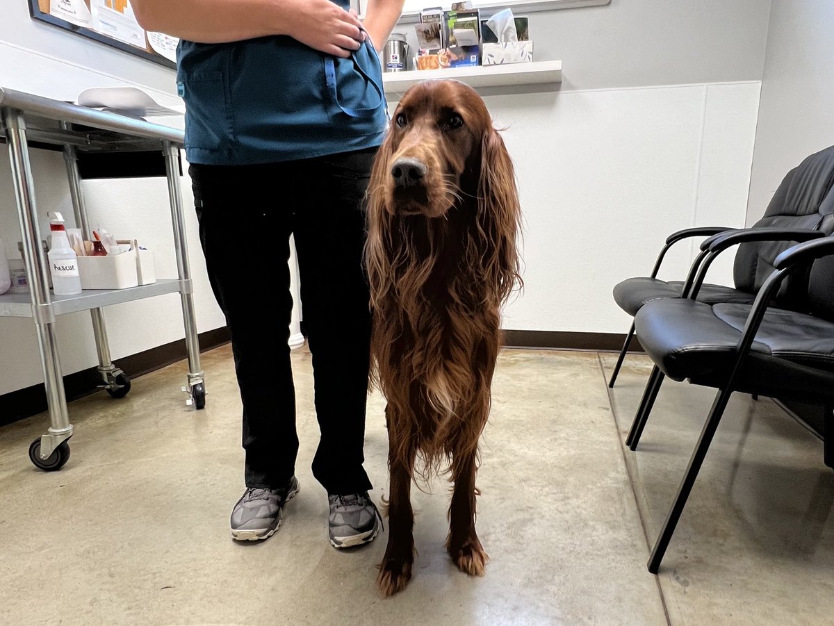 TheHerdHouse's tweet photo. Welcome to The HERD House Foundation:
Sturgill Simpson!
“Life ain’t fair & the world is mean”
Strugill joined #TeamForeignObject and needs immediate / urgent surgery. He’s a 3 yr old Irish Setter. Owner surrendered.
You can help us save Sturgill by donating to https://t.co/PstVEmxoRj.
Estimate: $2,323 - $2,884
