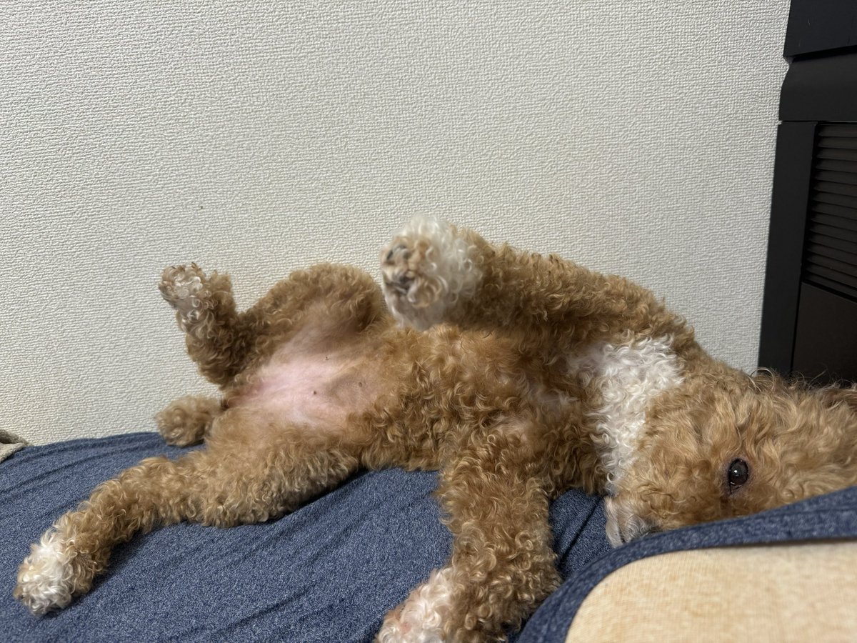 おはようございます。起きて横向いたらこんなんだったので皆様にも寝てるペットの写真をたくさん貼って欲しいです。
寝てるペットだらけのリプライ欄を作って幸せな気持ちで1日のスタートを迎えましょう。