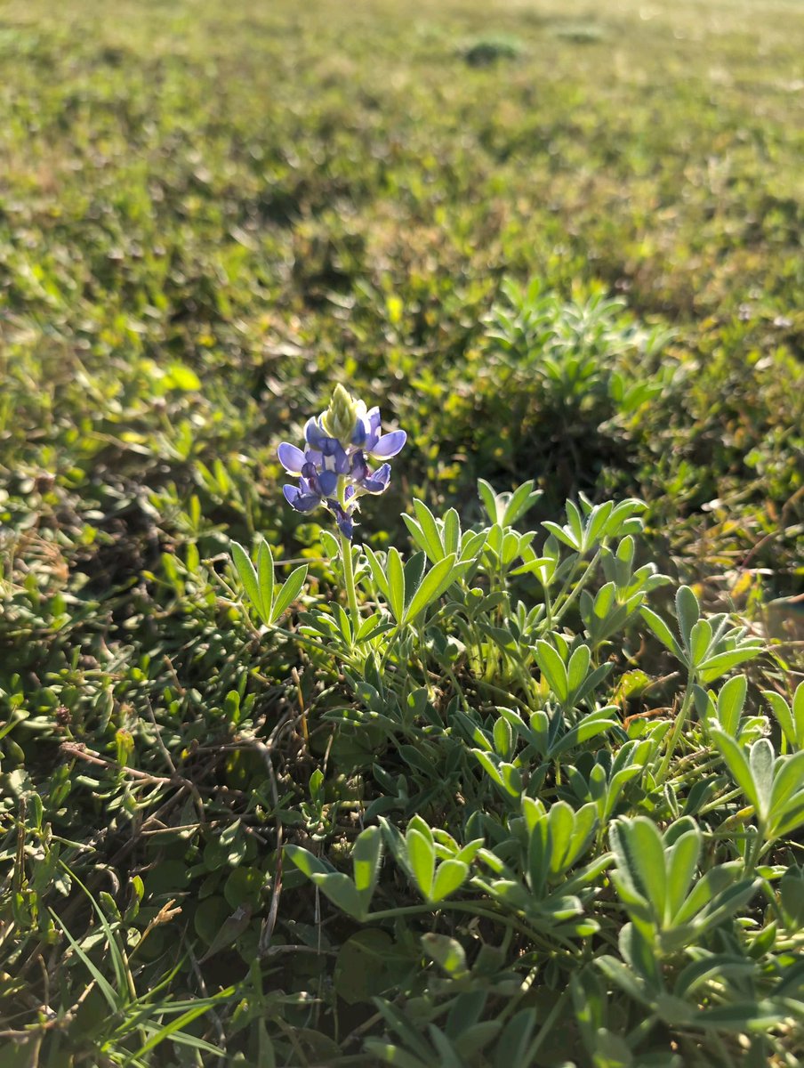 ChikageWeather's tweet photo. Mind. blown.
#bluebonnets in September!!
πΈ: Dillon Crain
π: Dry lakebed at Lake Buchanan
#hillcountry #texasstateflower #itsfallnotspring
#txwx
@natwxdesk https://t.co/jzIBsAh2wL