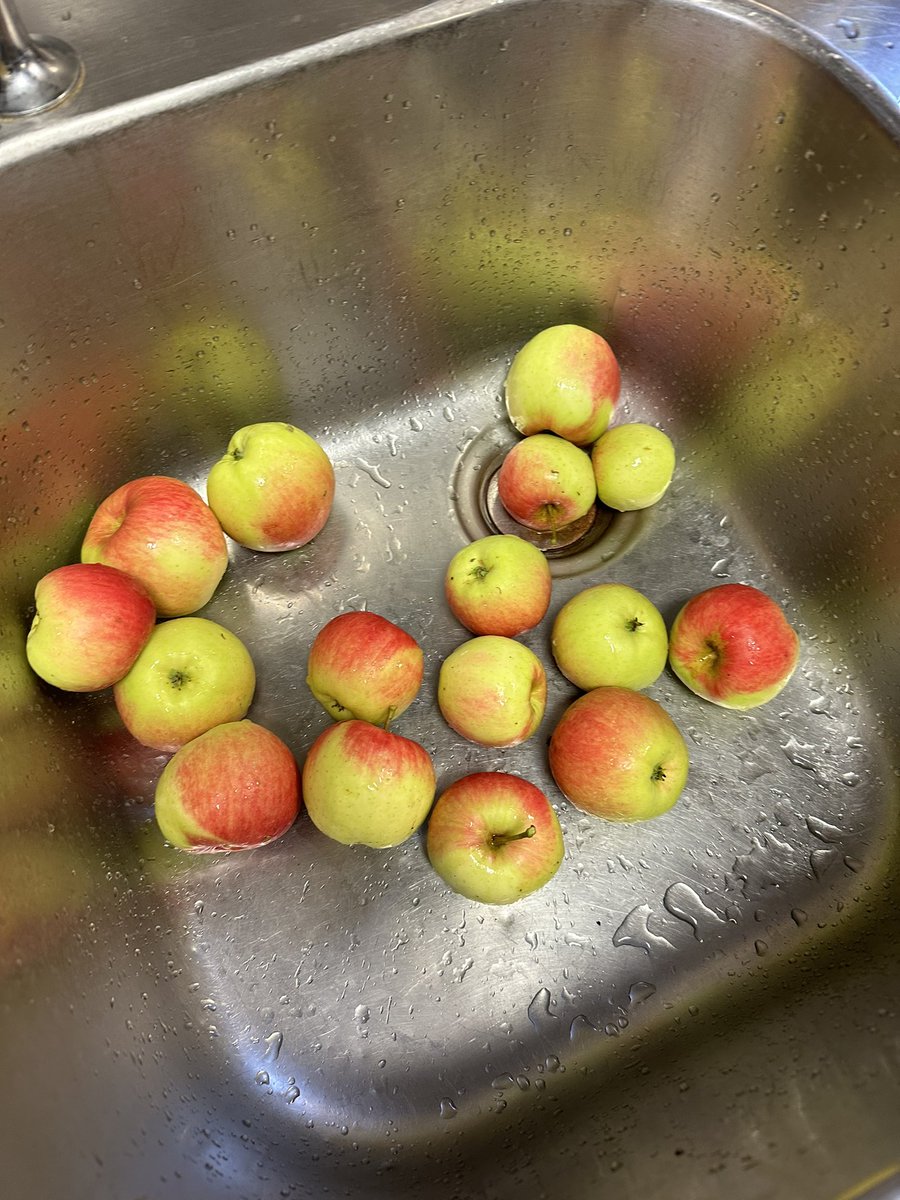 DaveRudge11's tweet photo. I’m so happy! Our new Falstaff Apple Tree has been incredible in producing the most wonderful tasting eaters. Ok there probably won’t be any apples now next year but that’s ok, she needs the rest!

#GardeningTwitter #GardeningX #Applepicking #Scrumping #apples https://t.co/lXxWGA7aSU