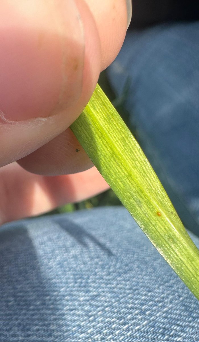 #LoteaLote <a href="/Syngenta_ar/">Syngenta Argentina</a> Seguimos con las recorridas junto a productores esta vez por Loberia y J.N Fernández 🌎 
Las precipitaciones de los últimos días siguen ayudando a potenciar los cultivos🌾🌾 

#Monitoreo #Enfermedades #Manchas🦠🍄‍🟫 #Royas