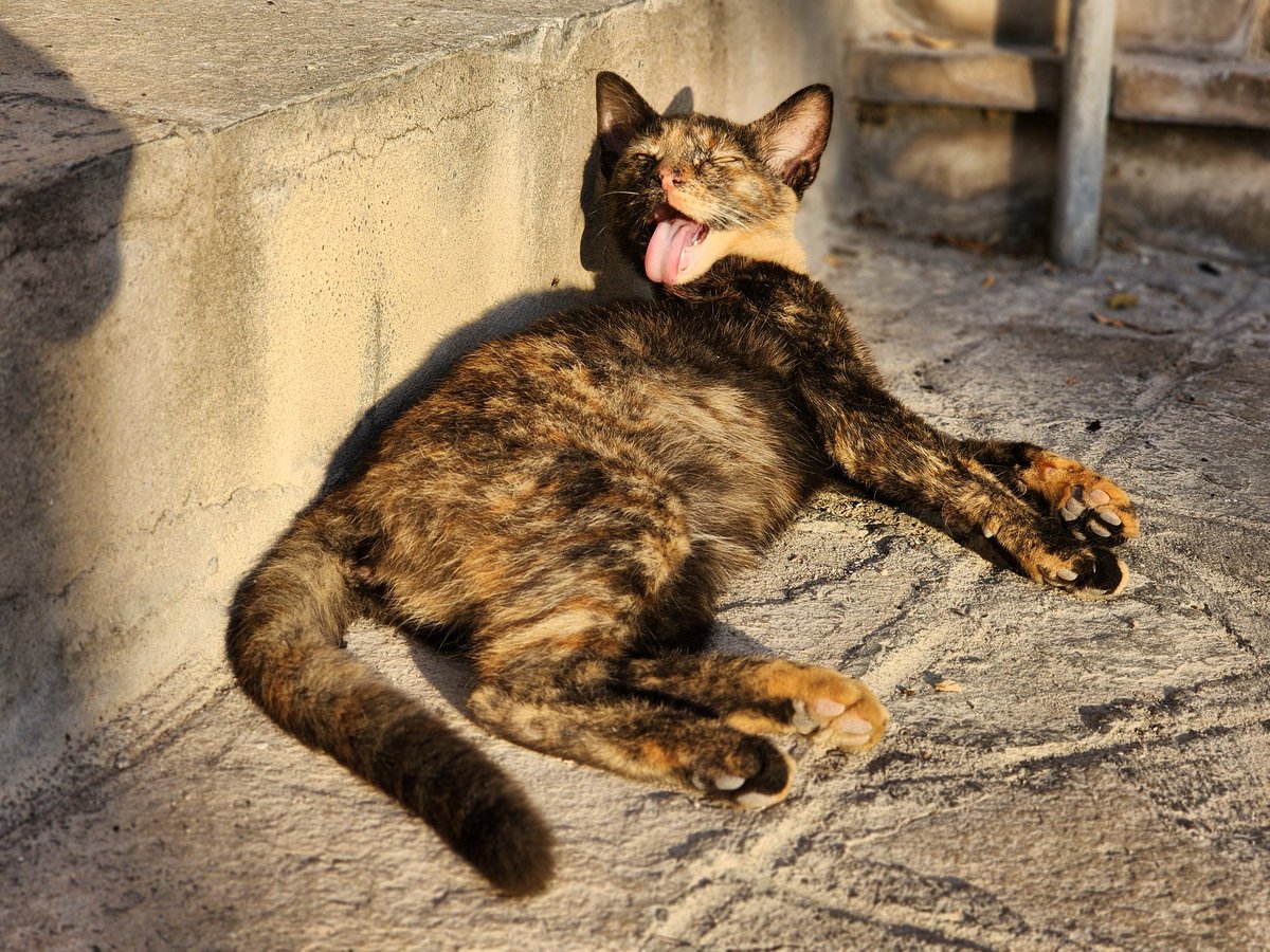 CatHappensReal's tweet photo. Self care time
.
.
#cats #homelesscats #straycats #lovelycats #streetcats #hungrycats #catslivingonthestreet #cutecats #猫 #고양이 #ねこ #kedi #gato #котики #ネコ #gatto #Katze #قطة #बिल्ली #γάτα https://t.co/pUI3klLiMq