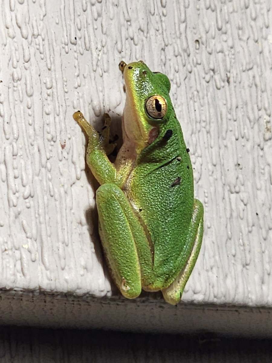 Hinton007's tweet photo. Froggie https://t.co/PUr8D8JBks