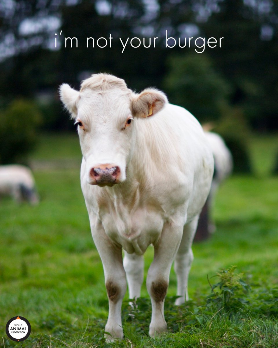 MoveTheWorldUS's tweet image. Animals are not food. 🙅‍♂️