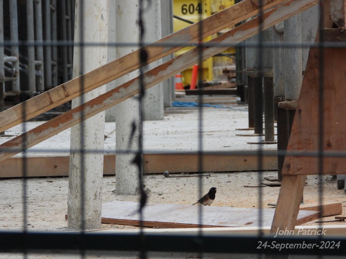JStCPatrick's tweet photo. A Dark-eyed Junco eyeing the construction at Lelem Village, UBC, Vancouver.

#bird @WildAboutVan #darkeyedjunco #birdwatching #birdsofvancouver #BirdsOfTwitter #birdphotography #lelemvillage #UBC #vancouver https://t.co/jWAvc3O1tD