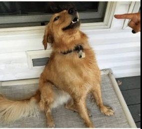 Perrito del SUM: no vayas a entrar durante los partidos