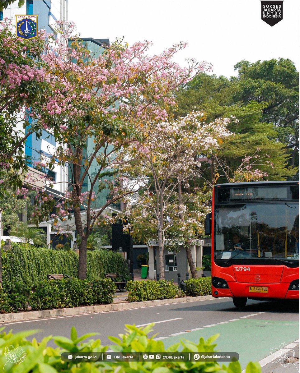 DKIJakarta's tweet photo. Kehadiran warna-warni bunga tabebuya di Jakarta bukan hanya menambah keindahan berbagai sudut kota. Tapi juga berfungsi sebagai penghijauan dan menyerap polusi udara.

#dkijakarta #suksesjakartauntukindonesia #jagajakarta #tabebuya #pohontabebuya #bungatabebuya #sudirman #cikini https://t.co/xc065e8Ami