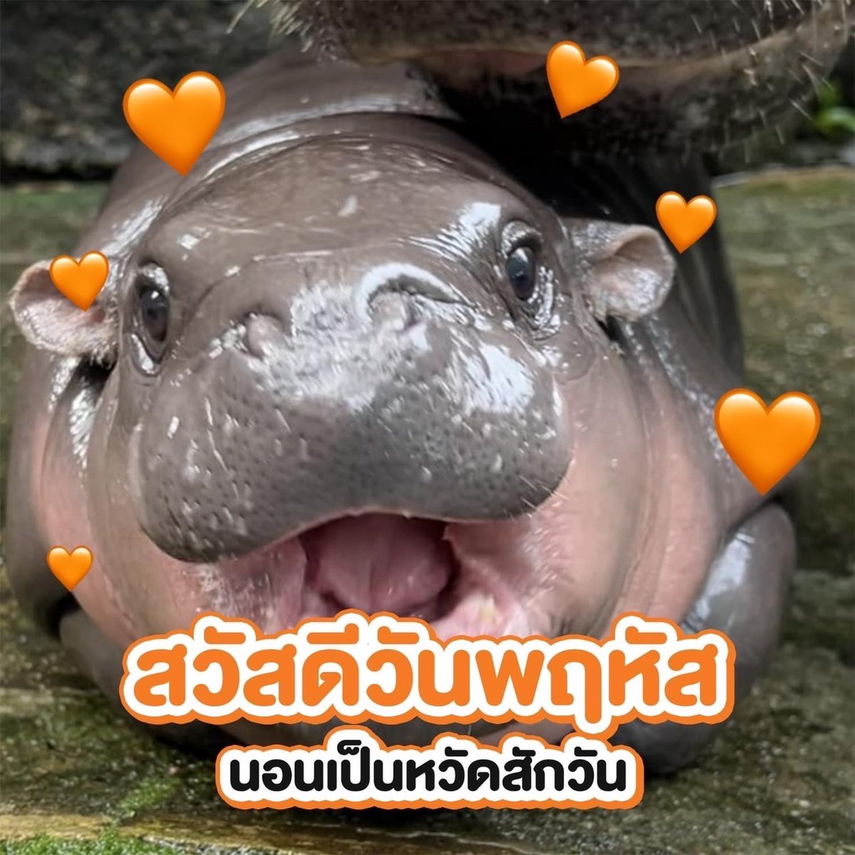 Happy Thursday #moodeng #หมูเด้ง
#khaokheowzoo