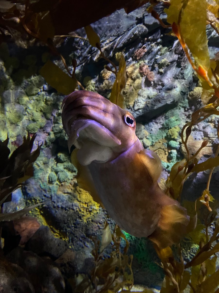 KateGQuinlan's tweet image. Cuttlefish and seahorses and jellyfish, oh my! I had a great time hanging out with the lab at the @bmh2024Melb conference social event at @melbaquarium last night. We even saw Pesto, the huge baby penguin! It’s a bit sad that the conference is almost over! @unswbabs