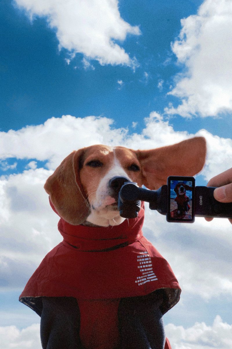 DJIJAPAN's tweet image. うちのビーグルに、新しい仲間ができたよ🐶 仲良くできるかな？🤔

🎬 IG: Rwanda_beagle
#DJI #OsmoPocket3 #ペット #犬 #ビーグル #カメラ
