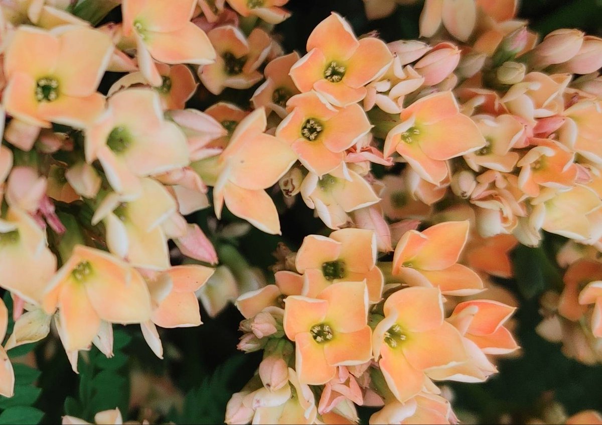 おはようございます🤗
生存ポスト🙋

本日も早朝からのスタート❗
もうそこまでしなくてもええかなって🤪

他人本願…バレバレ🙃
実際言ってる🤫ﾄﾄﾞｶﾅｲw

活発タイムに参加出来ず💧

本日はリプはすみません🙏
まだ返信残ってるので💦
いいね♥️でアクティブ🔥
よろしく👍️

#60926おは戦🌳5n