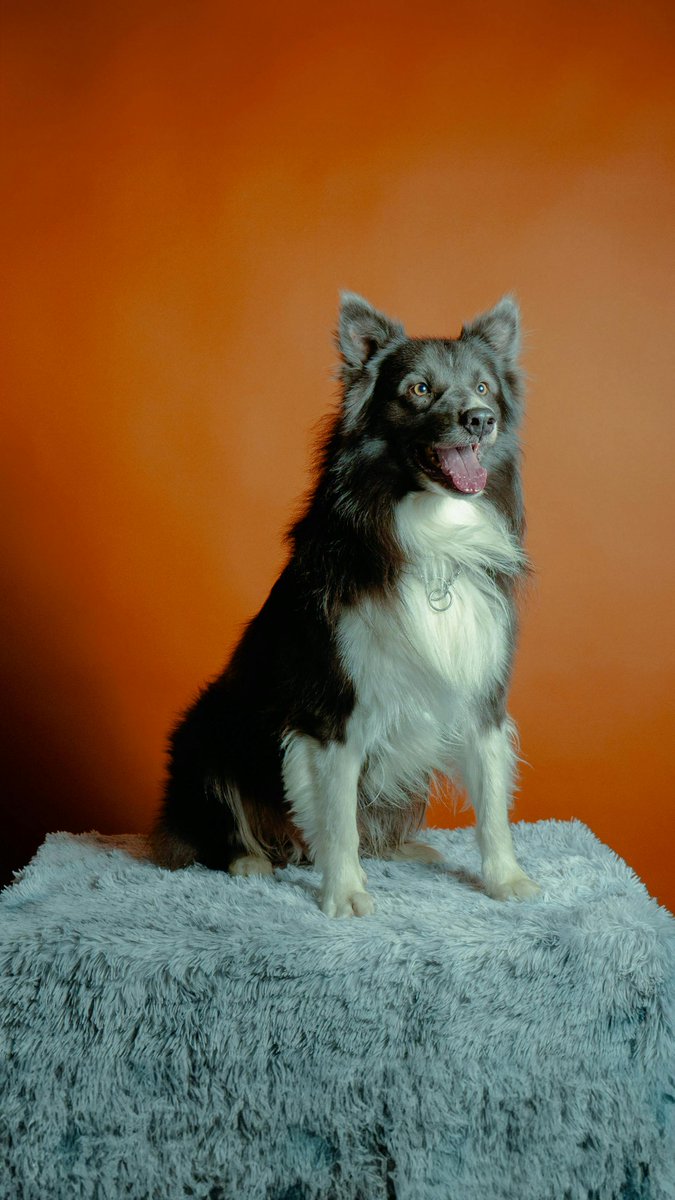 everydoggoneeds's tweet image. 🐾✨ Your dog deserves the best! 🐶🎉 Toys, treats &amp;amp; more at EveryDoggoNeeds.com. Shop now to make tails wag! 🛒

#EveryDoggoNeeds #PupPerfection #PamperedPup #ShopNow