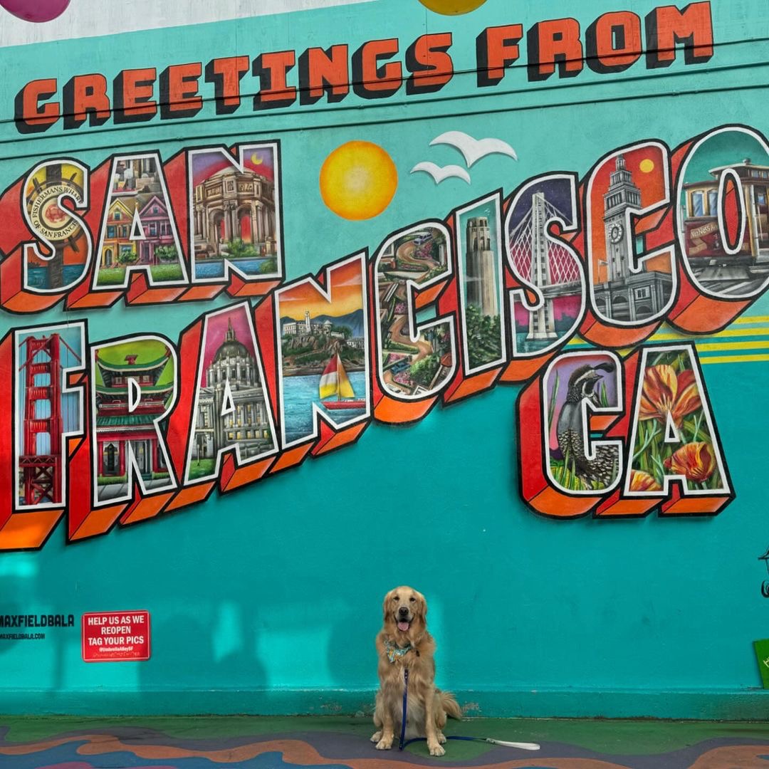 Greetings from the ✨Golden✨ State! 🐶

📸 by <a href="/cup/">David Stallings</a>.of.cappy on Instagram