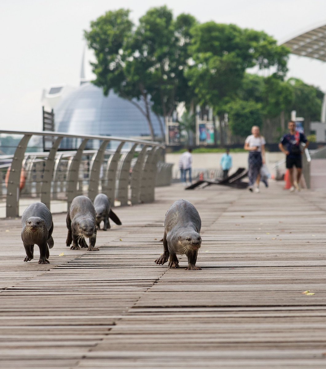 incidental naturalist tweet media