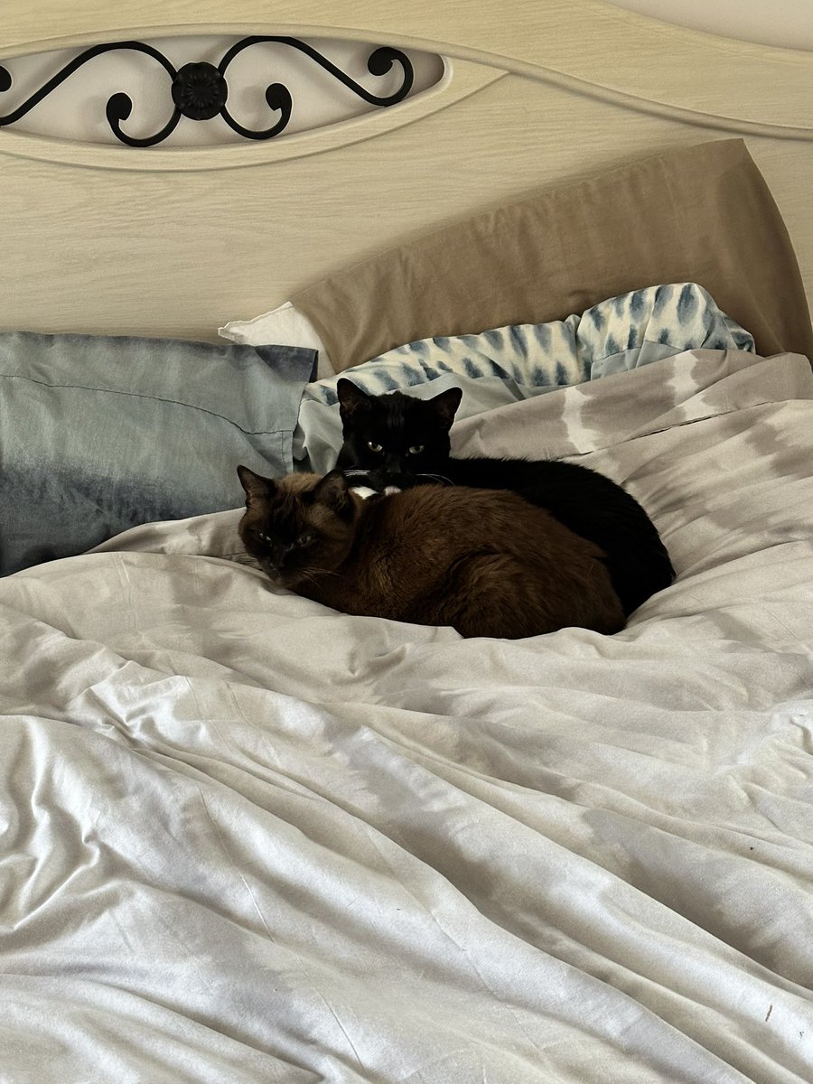 Found these squatters how do I evict them?