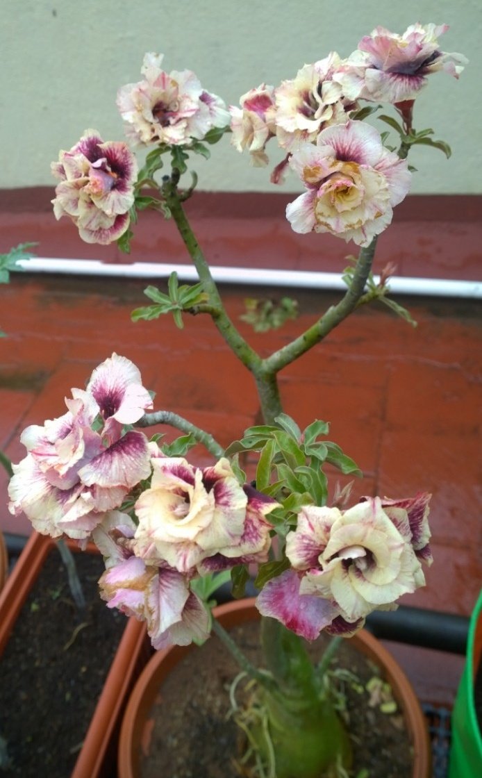 sansub12's tweet photo. #Adeniums drenched in rain!  

#FlowersOnX https://t.co/FmCmWPKmYq