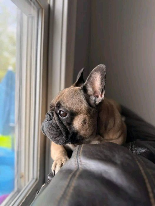 frenchieclubusa's tweet photo. Join the @frenchieclubusa : Celebrate Your Love for French Bulldogs!
.
.
.
.
#FrenchieClubUSA
#FrenchBulldog
#FrenchieLove
#FrenchieLife
#FrenchieNation
#FrenchieCommunity
#ProudFrenchieOwner
#FrenchieAdventures
#FrenchieFam
#FrenchieFun
#LifeWithAFrenchie
#FrenchieObsession https://t.co/zxDzqEoqJc