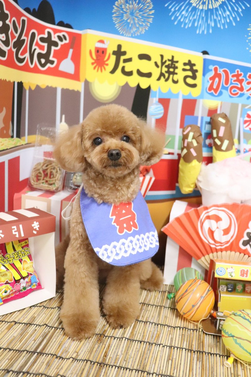 Bea_toipuu's tweet photo. 祭りだぜ🐶🏮 https://t.co/SlmbHAqrjg