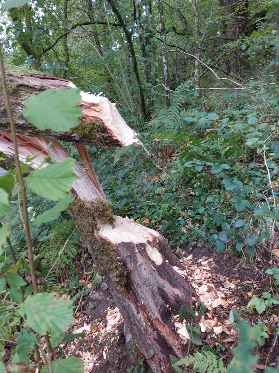 HelenMcCallin's tweet photo. When the beavers try to stop you from going to work! 🦫
#Beavers https://t.co/5Fjk7TVEaI