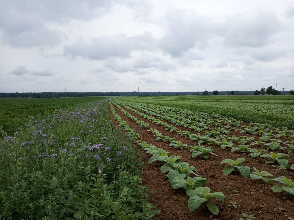 Pollen analysis &amp; plant mapping reveal minimal movement distances of lacewings at the landscape scale 🌼

The spatial distribution of flowering plants can inform movement patterns. Promoting native shrubs &amp; trees can help to enhance natural enemies🌳🐞

🔗 doi.org/10.1111/1365-2…
