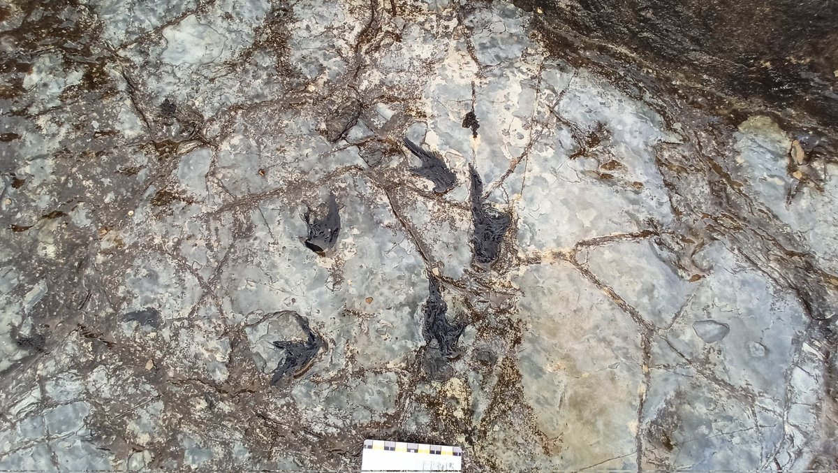 Lab. Patrimonio Natural tweet media