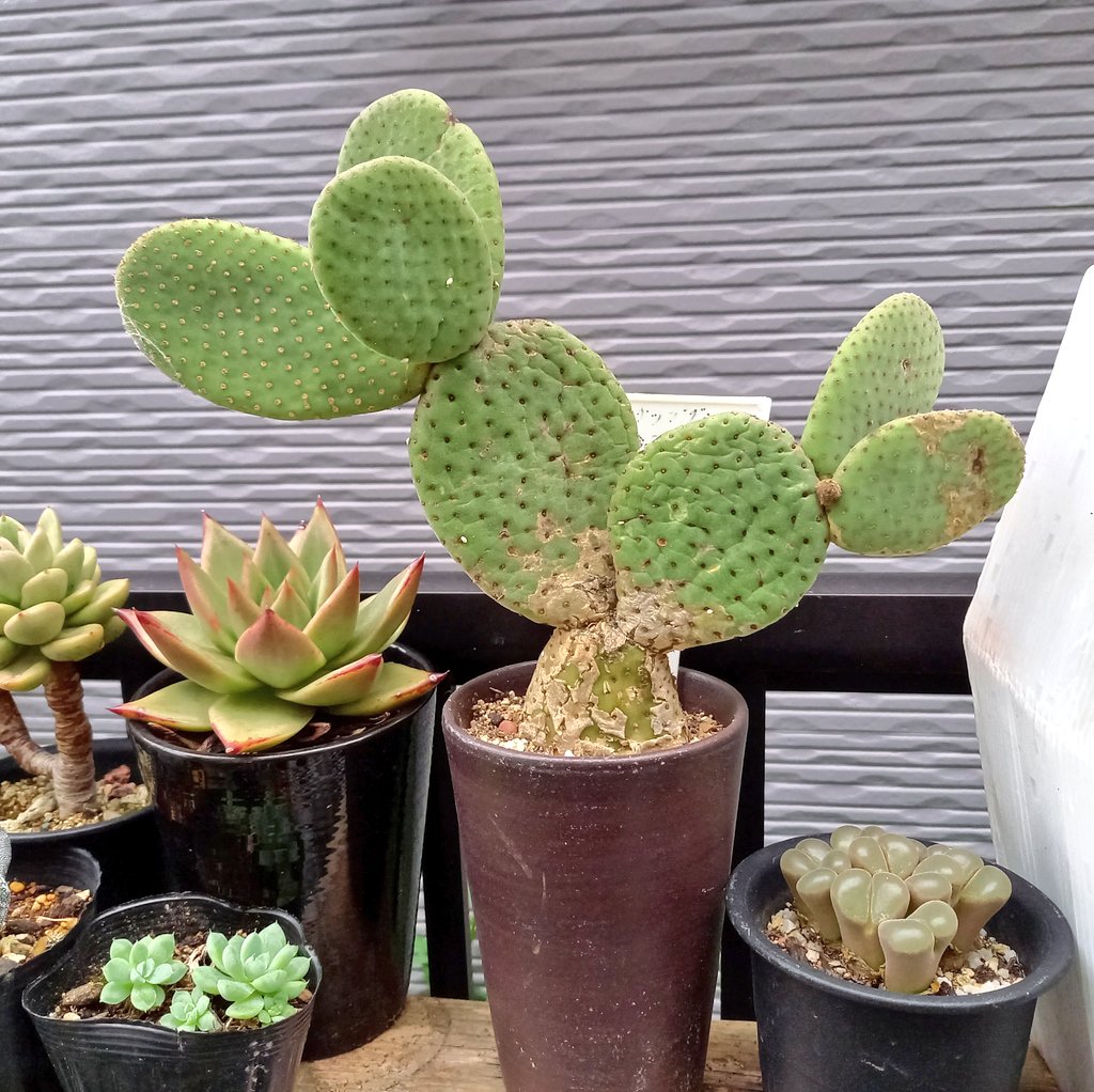 さぼてんさま確認ページ♡ なんだかんだシーホーク行くとテンションあがる さぁ日本シリーズ