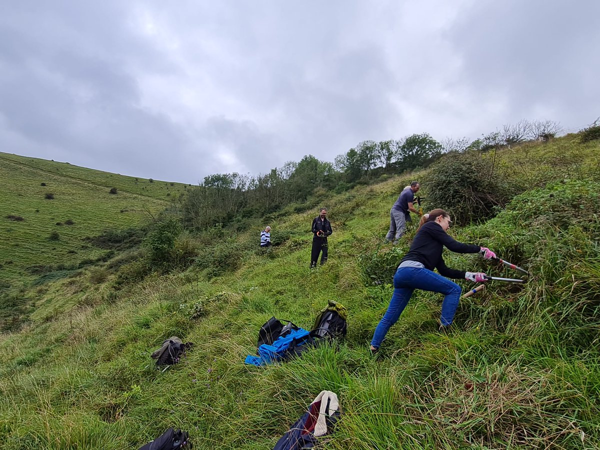 Buzz_dont_tweet's tweet photo. #ChangingChalk Conservation Officer, Alice, was joined by volunteers from Buglife #CorporateInvestors, @aurumfunds on Tuesday.

🦗This fantastic group enjoyed a bit of scrub bashing on the #SouthDowns, helping restore some chalk grassland for pollinators &amp; Wart-biters.

🧵/1 https://t.co/V4T5w8t9OC