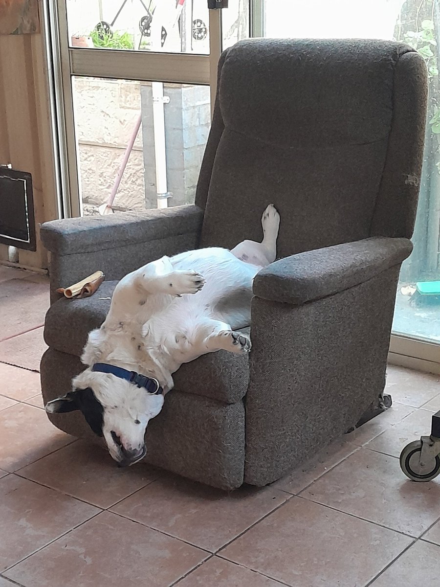 Raven_Satanas's tweet photo. Is there any way better to say "I'm weird" better than the way this #Boofhead lays on his chair 🤣🤣🤣
#Rippa
#Doggo
#Lazy https://t.co/L7cvyexyEf