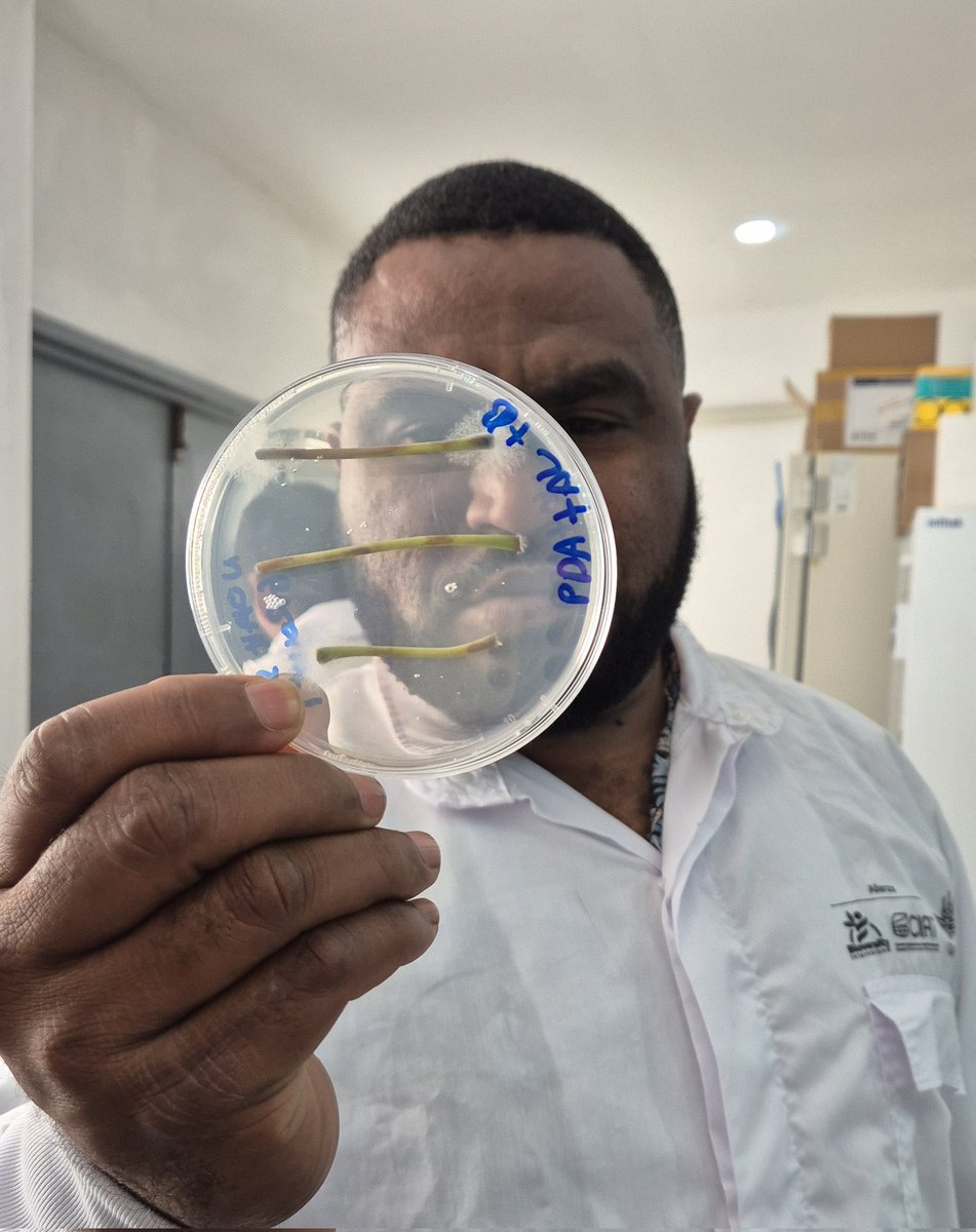 Jonathan Newby (@jononewby) on Twitter photo The joint <a href="/BiovIntCIAT_eng/">Alliance of Bioversity International and CIAT</a> - #NAFRI molecular 🧬 lab 🥼 🧫 in Vientiane 🇱🇦 has been a hive of activity with the <a href="/ASEAN/">ASEAN</a> <a href="/CGIAR/">CGIAR</a> <a href="/ACIARAustralia/">ACIAR</a> training on transboundary #pest & #disease. From rice 🌾 to cassava 🍠 colleagues working together to secure food security & livelihoods. The joint <a href="/BiovIntCIAT_eng/">Alliance of Bioversity International and CIAT</a> - #NAFRI molecular 🧬 lab 🥼 🧫 in Vientiane 🇱🇦 has been a hive of activity with the <a href="/ASEAN/">ASEAN</a> <a href="/CGIAR/">CGIAR</a> <a href="/ACIARAustralia/">ACIAR</a> training on transboundary #pest & #disease. From rice 🌾 to cassava 🍠 colleagues working together to secure food security & livelihoods.