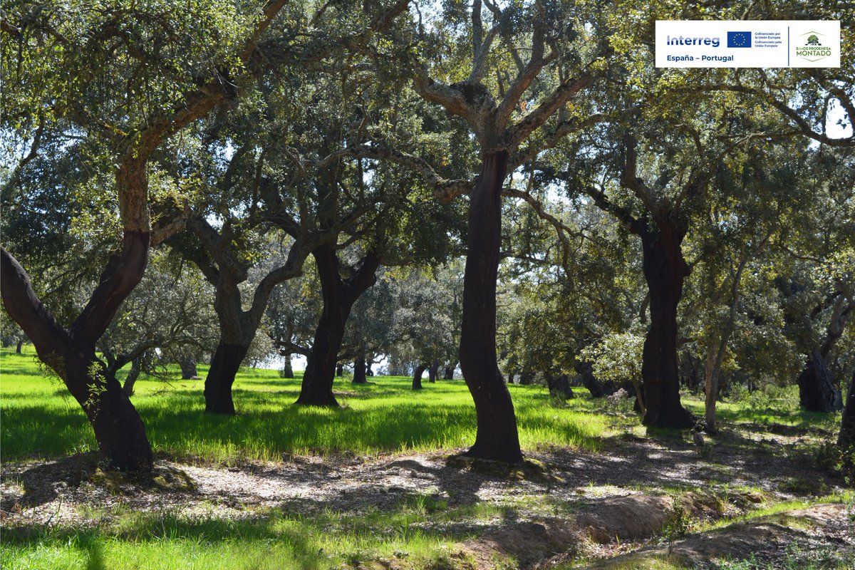 🙋‍♂️¿A qué es preciosa esta foto de nuestra dehesa?😱
👉Es nuestra, del proyecto <a href="/sosprodehesa/">SOS Prodehesa Montado</a> y ha sido preseleccionada por el jurado del concurso <a href="/poctep/">Interreg España-Portugal</a> -Interreg Cooperation Day 2024☺️
💌 ¡VOTA POR ELLA AQUÍ👇 Y ASÍ NOS AYUDAS A PODER GANAR😉!
🔀Comparte
facebook.com/photo/?fbid=91…