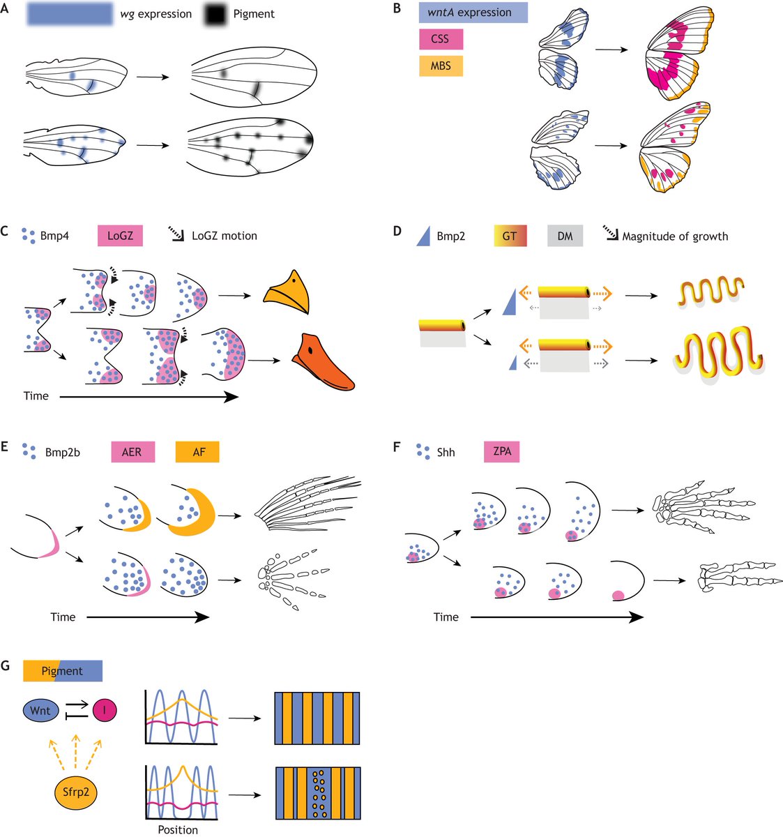 Morphogens in the evolution of size, shape and patterning

In this Review, Lewis Mosby, Amy Bowen and <a href="/z_hvas/">Zena Hadjivasiliou</a> <a href="/TheCrick/">The Francis Crick Institute</a> @UCL explore how morphogen-mediated patterning evolve and how theory and experiment can be interwoven to bring new perspectives:
journals.biologists.com/dev/article/15…