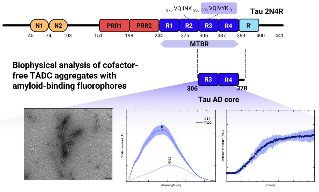 📣Just out 🥼In our latest work we employ a range of amyloid fluorophores to analyse #Tau AD core fibrils formed without cofactors👏congrats to Daniela on her 1st PhD paper and collaborators <a href="/cienciasulisboa/">CIÊNCIAS ULisboa</a>   <a href="/BioISI/">BioISI</a> <a href="/i3S_UPorto/">i3S-Instituto de Investigação e Inovação em Saúde</a>🧠#Alzheimers  ➡️doi.org/10.3390/ijms25…