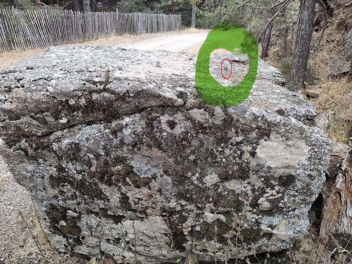 reforesta_ong's tweet photo. La semilla de este micropino germinó en una pequeña fractura de esta enorme roca de granito 🪨
El pequeñín resultante insiste con tenacidad en aumentar esa fractura con sus pequeñas raíces para aprovechar los minerales que contiene 💪🏻 Toda una muestra de la fuerza de la vida. https://t.co/LQk2e0O0nw