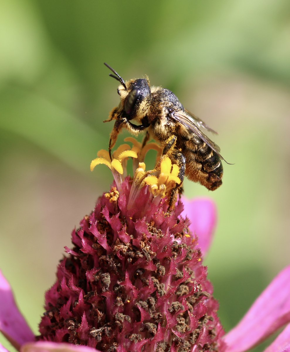 Un jardin dans le Marais poitevin tweet media