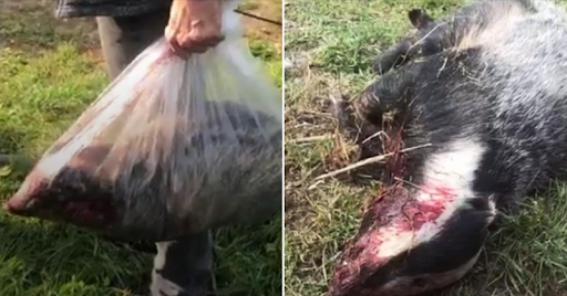 ProtectTheWild_'s tweet photo. Sometimes you need to visualise the horrors of what’s going on. Our message to @UKLabour is simple - stick to your word and end the badger cull! 

✍️the petition: https://t.co/Q6lOmNZaD8 https://t.co/Dxaiy02U1I