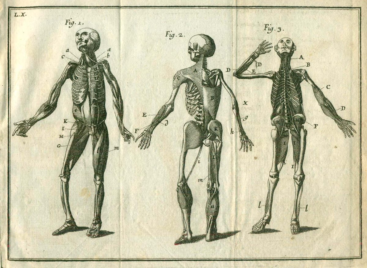 Grabado probablemente ejecutado por J. B. Palomino (1692-1777) para “Exercitaciones anatómicas” de Blas Beaumont (1690-1758), obra publicada en Madrid (1728), describiendo en tres figuras el sistema muscular #histmed #sigloxviii #anatomy #bibliotecadgital
bibliotecavirtual.ranm.es/ranm/es/consul…