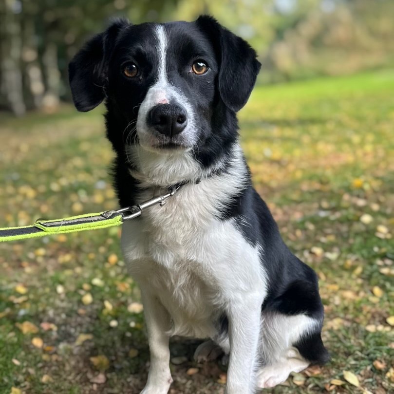 BCTGB's tweet photo. 🐾 Meet Onslo! 🐾a friendly Collie cross who’s looking for new home! He came from a dog pound and is now ready for a home that can help him continue to grow and thrive. To learn more about all of our guests and our adoption process https://t.co/Ko4CL4GPYR https://t.co/oeCz7l9Eu2