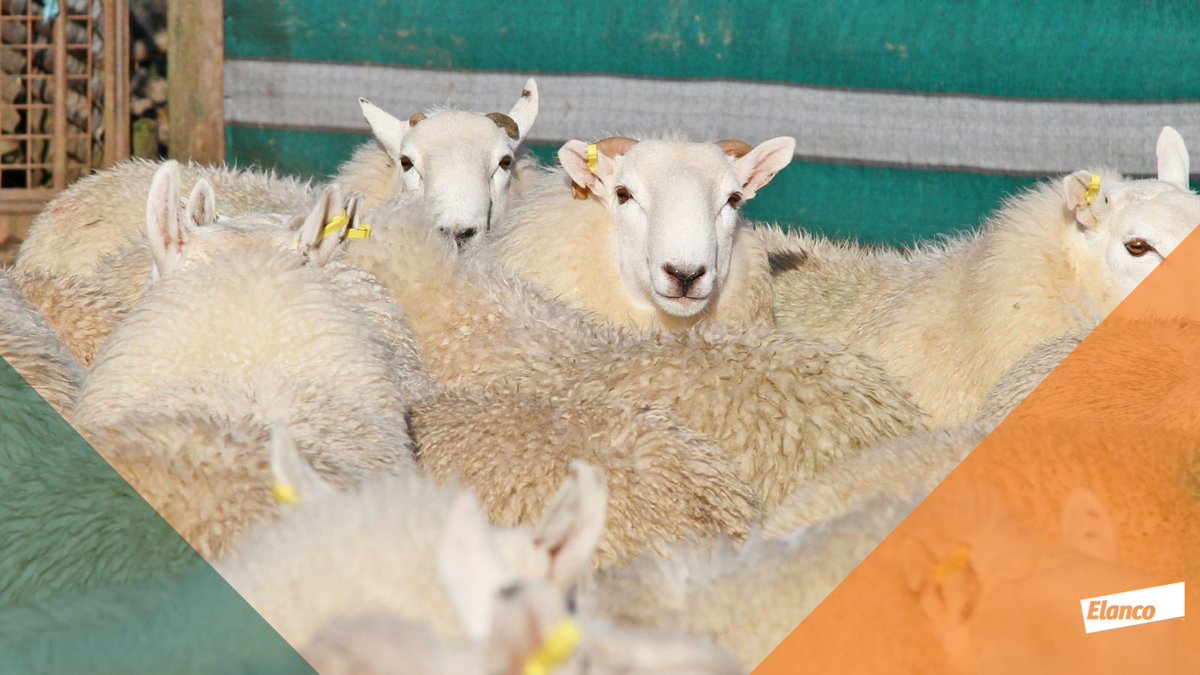 With many farms purchasing stock this autumn, planning an effective quarantine and worming protocol is essential to protect new and existing stock. Administering a quarantine dose of a Group 4 wormer to all incoming stock will help avoid resistant worms being brought on-farm.